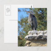 Bartreiher Postkarte (Vorne/Hinten)