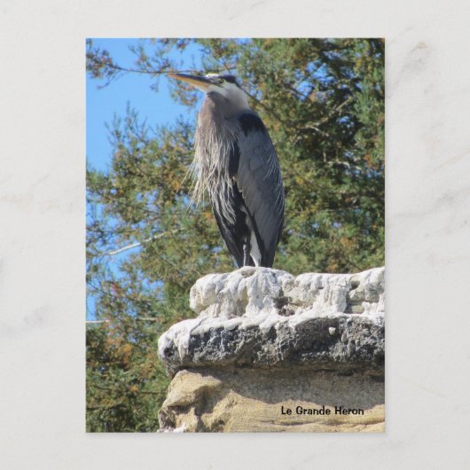 Bartreiher Postkarte (Vorderseite)