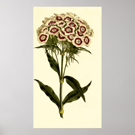 Bartrosa oder Sweet William Poster (Vorne)