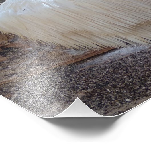 Barttooth Fungus Fotodruck (Ecke)