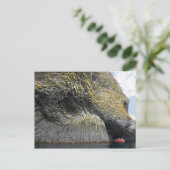 Basaltbildung Columnar, Insel Akun, Alaska Postkarte (Stehend Vorderseite)