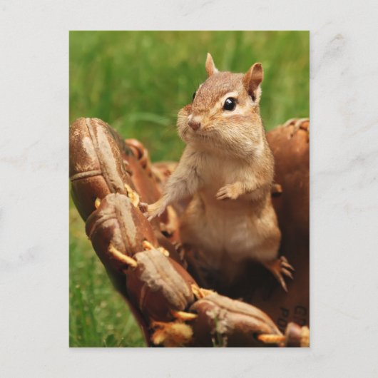 Baseball Loving Chipmunk Postkarte (Vorderseite)