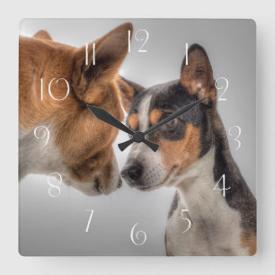 Basenji and Friend Quadratische Wanduhr