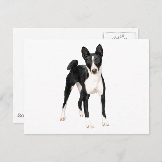 Basenji (B) - schwarz-weiß Postkarte (Vorne/Hinten)