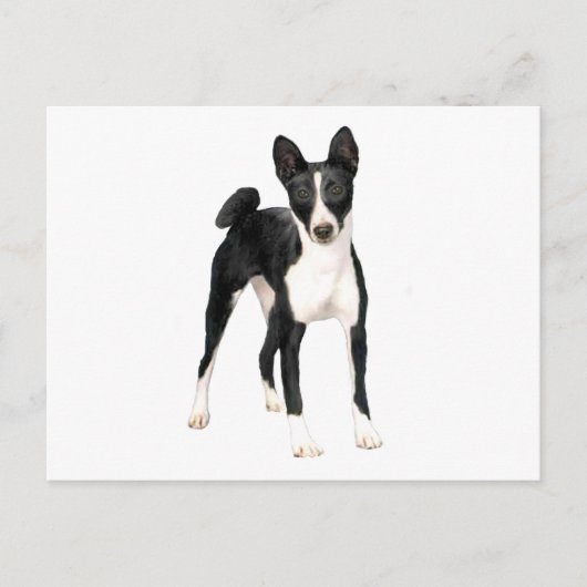 Basenji (B) - schwarz-weiß Postkarte (Vorderseite)