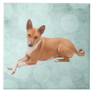 Basenji-Hund Fliese