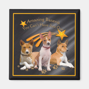 Basenji können Sie gerade ein nicht haben Magnet