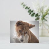 Basenji Postkarte (Stehend Vorderseite)
