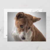 Basenji Postkarte (Vorne/Hinten)