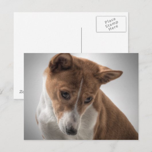 Basenji Postkarte (Vorne/Hinten)