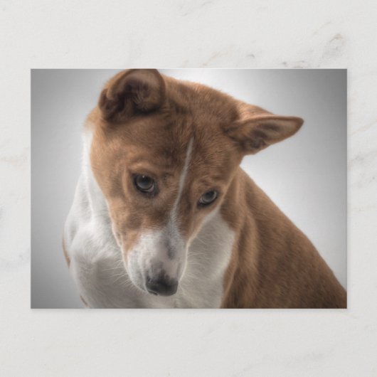 Basenji Postkarte (Vorderseite)