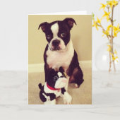 Bashful Boston Terrier Karte (Gelbe Blume)