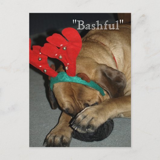 Bashful English Mastiff Hund mit Rentier Antler Postkarte (Vorderseite)