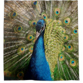 Bashful Peacock Duschvorhang (Vorderseite)