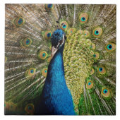 Bashful Peacock  Fliese (Vorderseite)