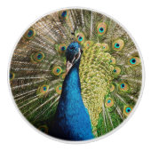 Bashful Peacock Keramikknauf (Vorderseite)