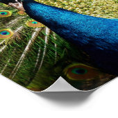 Bashful Peacock Poster (Ecke)