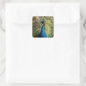 Bashful Peacock Quadratischer Aufkleber (Tasche)
