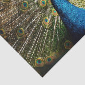 Bashful Peacock Seidenpapier (Ausschnitt)