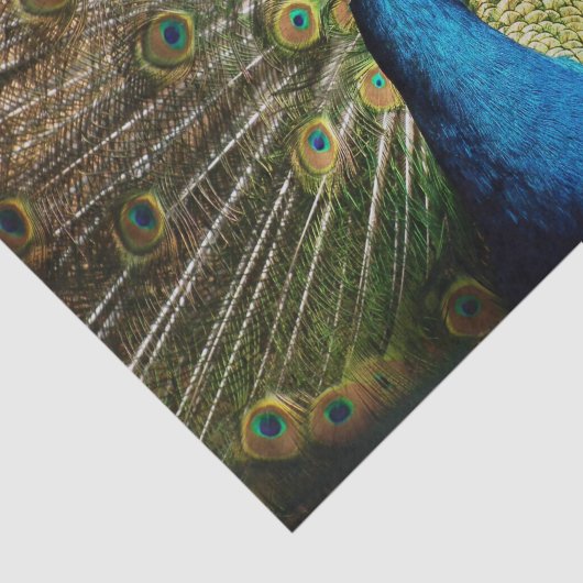 Bashful Peacock Seidenpapier (Ausschnitt)