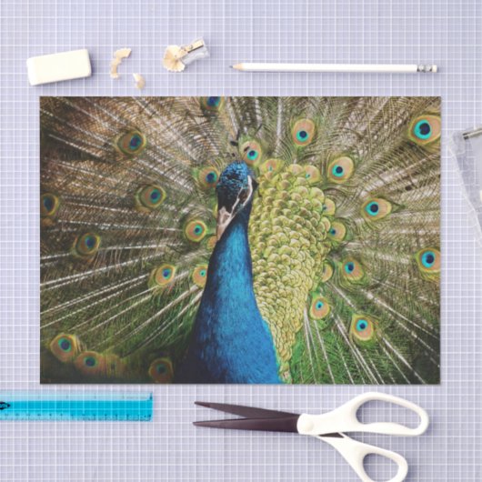 Bashful Peacock Seidenpapier (Handwerk)