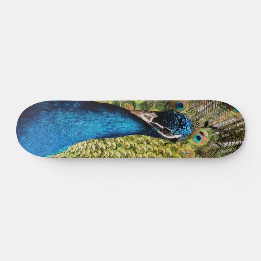 Bashful Peacock Skateboard (Horizontal)