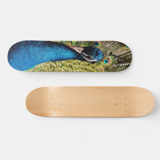 Bashful Peacock Skateboard (Horizontal)