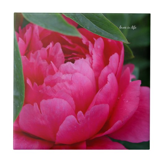 Bashful Pink Peony Fliese (Vorderseite)