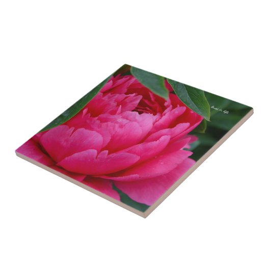 Bashful Pink Peony Fliese (Seite)