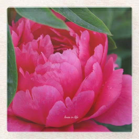 Bashful Pink Peony Glasuntersetzer (Vorderseite)