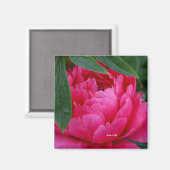 Bashful Pink Peony Magnet (Vorderseite/Rückseite)