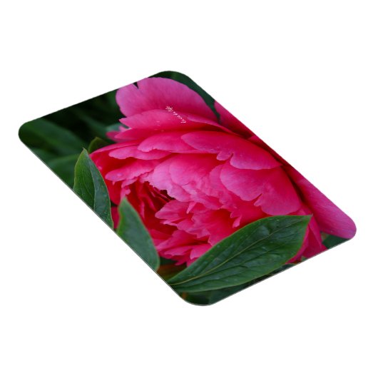 Bashful Pink Peony Magnet (Rechte Seite)