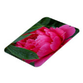 Bashful Pink Peony Magnet (Linke Seite)