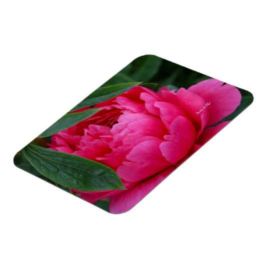 Bashful Pink Peony Magnet (Linke Seite)