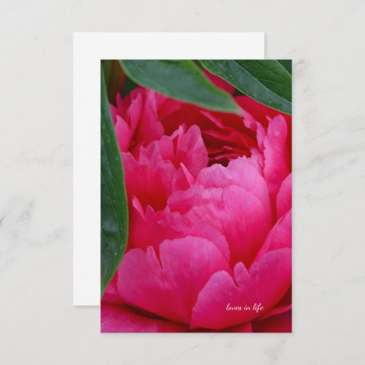 Bashful Pink Peony Mitteilungskarte (Vorne/Hinten)