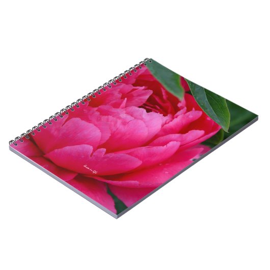 Bashful Pink Peony Notizblock (Linke Seite)