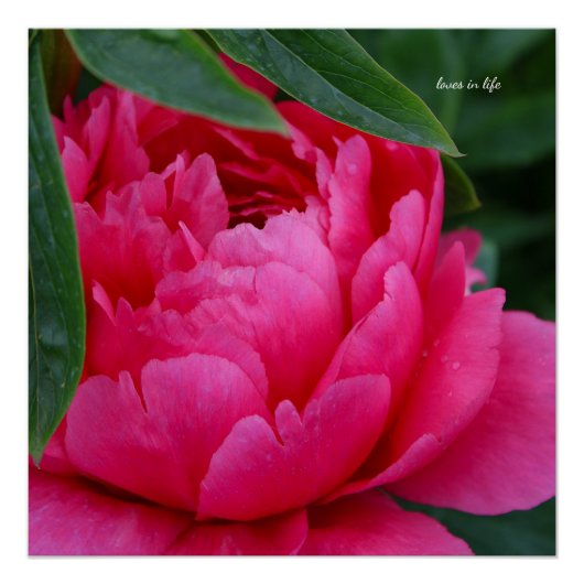 Bashful Pink Peony Poster (Vorderseite)