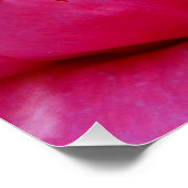 Bashful Pink Peony Poster (Ecke)