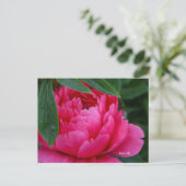 Bashful Pink Peony Postkarte (Stehend Vorderseite)