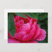 Bashful Pink Peony Postkarte (Vorne/Hinten)