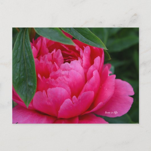 Bashful Pink Peony Postkarte (Vorderseite)