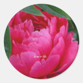 Bashful Pink Peony Runder Aufkleber (Vorderseite)