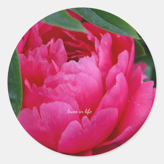Bashful Pink Peony Runder Aufkleber (Vorderseite)