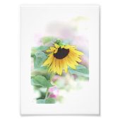 'Bashful Sunflower' Fotodruck (Vorne)