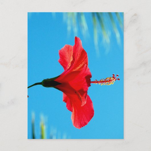 BASIEREND AUF DER SONNE DES ABENDS POSTKARTE (Vorderseite)