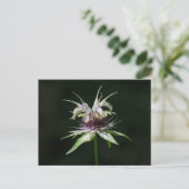Basil Bee Balm White Bergamot Wildblume Postkarte (Stehend Vorderseite)