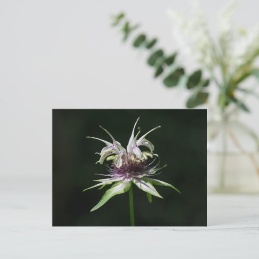 Basil Bee Balm White Bergamot Wildblume Postkarte (Stehend Vorderseite)