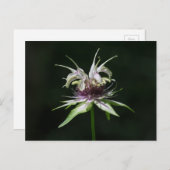Basil Bee Balm White Bergamot Wildblume Postkarte (Vorne/Hinten)