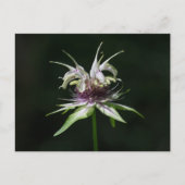 Basil Bee Balm White Bergamot Wildblume Postkarte (Vorderseite)