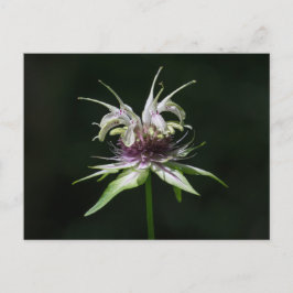 Basil Bee Balm White Bergamot Wildblume Postkarte